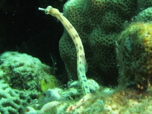 Corythoichthys flavofasciatus
